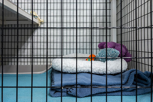 Showcase your Animal Boarding business to local area customers.