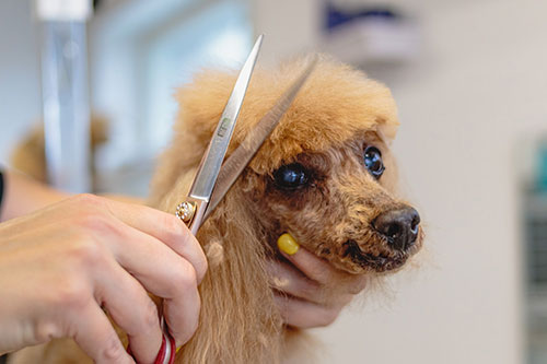 Showcase your Animal Grooming business to local area customers.