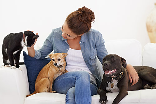 Showcase your Pet Sitting business to local area customers.