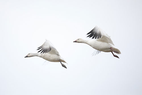 Showcasea your travel services to local residents and businesses.